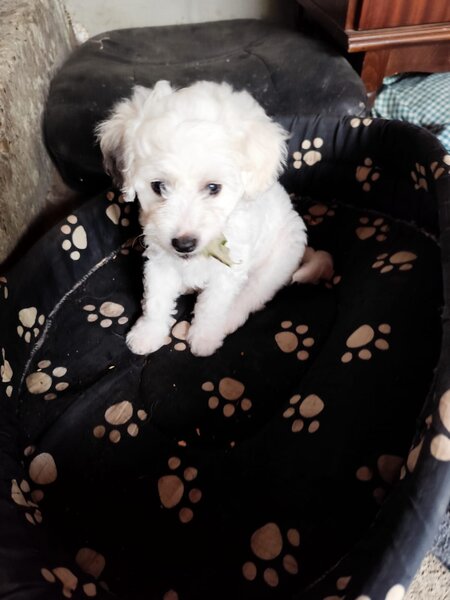 Bichon frese 6 saptamani,