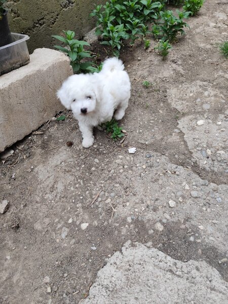 Bichon frese 6 saptamani,