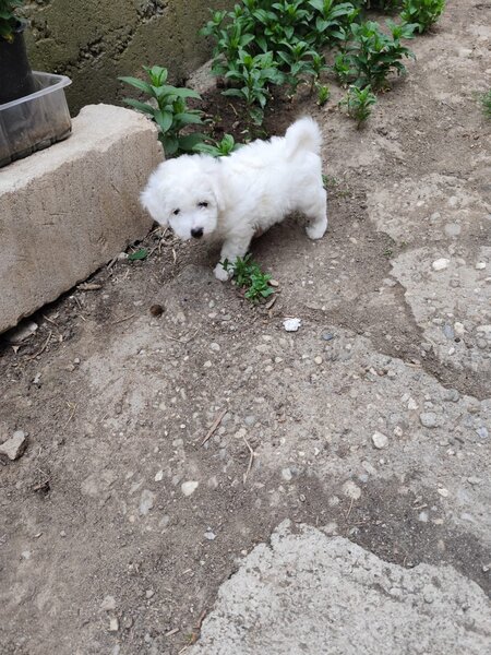 Bichon frese 6 saptamani,