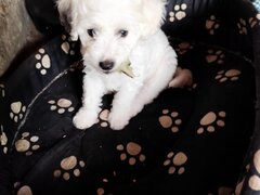 Bichon frese 6 saptamani