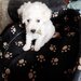 Bichon frese 6 saptamani,