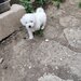 Bichon frese 6 saptamani,