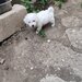 Bichon frese 6 saptamani,